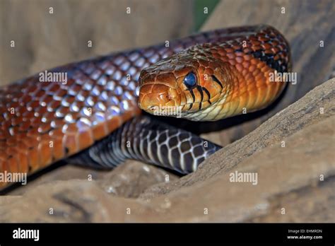 Mussurana Snake (Clelia) Yucatan Mexico Stock Photo - Alamy