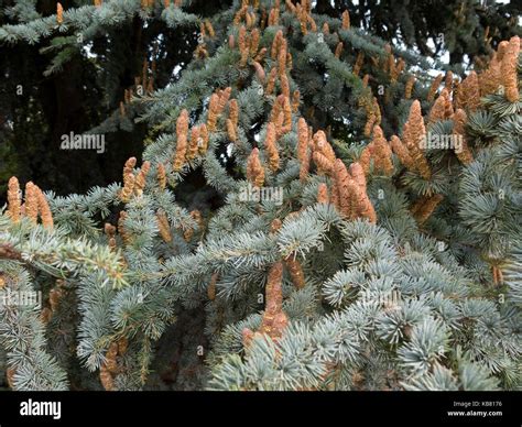 Cedrus atlantica Glauca Group Stock Photo: 161831130 - Alamy