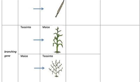 [Solved] Teosinte Maize branching gene Maize Teosinte | Course Hero