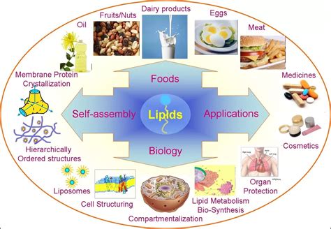 Examples of lipids: Many items, like dairy products and medicines, contain lipids. | Systems ...