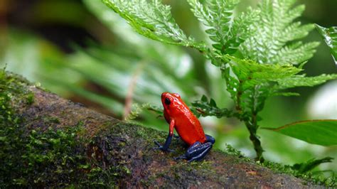 Aposematism, Müllerian Mimicry, and Batesian Mimicry - Untamed Science