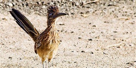 Animals | Animals, Pet birds, White sands national monument