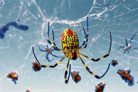 Joro spiders are invading the U.S. at an alarming rate • Earth.com