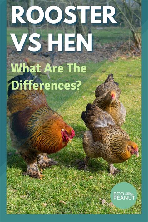 Rooster vs hen how to tell the difference – Artofit