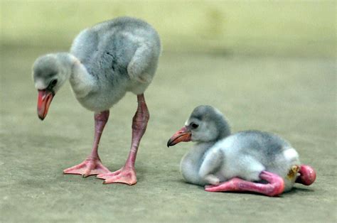 PsBattle: Two Baby Flamingos : r/photoshopbattles