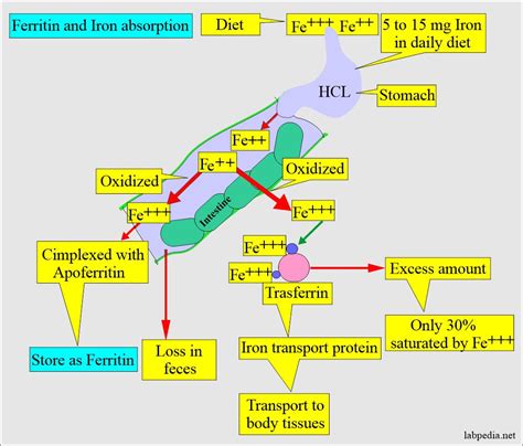 Ferritin (serum Ferritin Level) - Labpedia.net