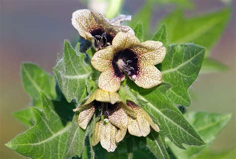 "The Strange and Mysterious World of Henbane: Exploring its Uses and Risks" - Vietnews8