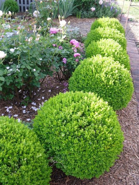 Dwarf English Boxwood in 1 gal. pot | Etsy | Shrubs for landscaping, Landscaping with rocks ...