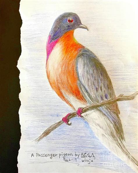 The passenger pigeon Drawing by Wonju Hulse