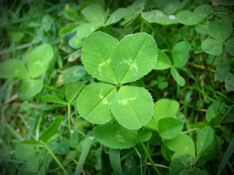 Four-leaf clover - Wikipedia