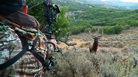 BIG Bull Elk at 8 Yards!?! - YouTube