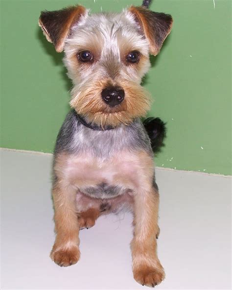 Yorkie Terrier Haircuts - Bing Images #yorkshireterrier (With images ...