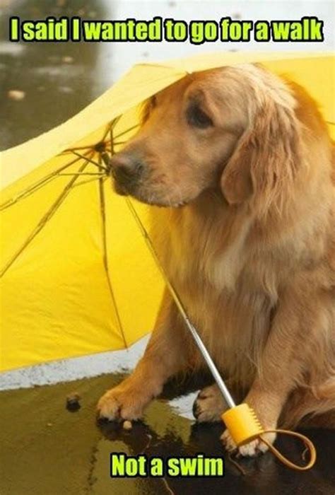 17 Best Golden Retriever Memes