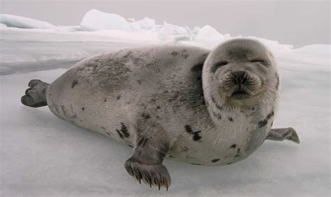 Norway's Seals Can Breathe a Sigh of Relief | PETA