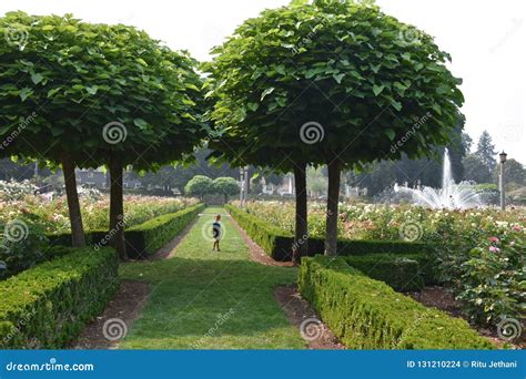 Peninsula Park Rose Garden in Portland, Oregon Editorial Stock Image ...