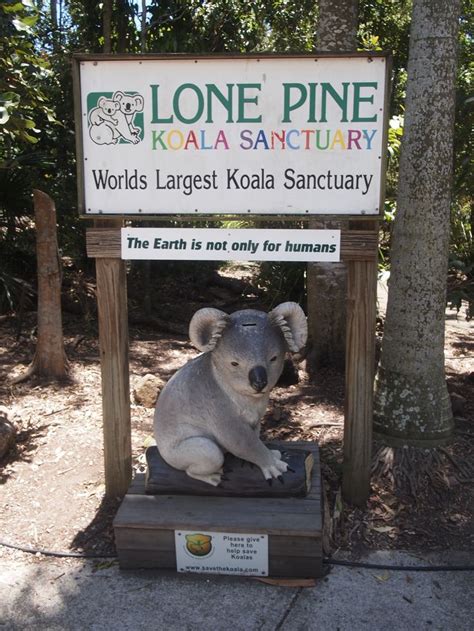 Lone Pine Koala Sanctuary, Australia... You can hold koalas, kangoroos, tasmanians, wombats ...