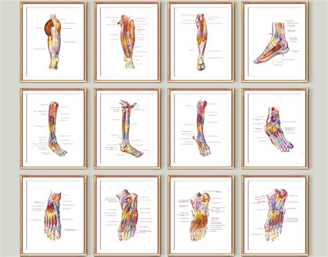 12 podiatrist office decor foot anatomy diagram medical poster musculoskeletal system orthopedic ...