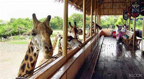 Safari World Tickets - Meet Exotic Animals in Bangkok! - Klook