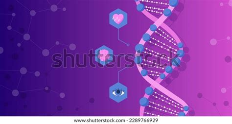 Banner Dna Scientific Medical Research Anatomy Stock Vector (Royalty Free) 2289766929 | Shutterstock