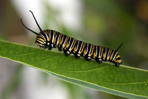 Monarch butterfly caterpillar by CathleenTarawhiti on DeviantArt