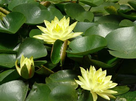 Photo of yellow Lotus flower plant HD wallpaper | Wallpaper Flare