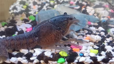 Electric Blue Crayfish Molting - YouTube