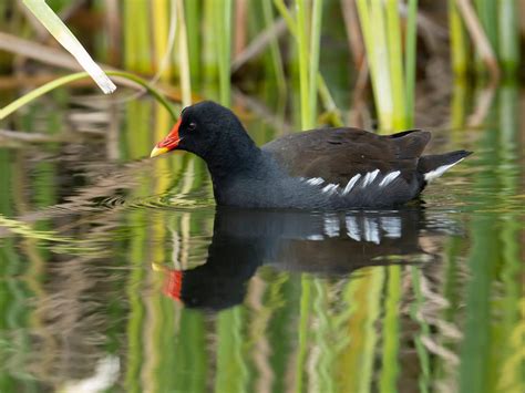 Moorhen or Coot: What Are The Differences? | Birdfact