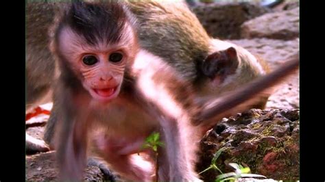 Poor Baby Monkey Cry Loudly Weaning His Mom. Monkey DreamAg PT 365 | Baby monkey, Monkey, Cute