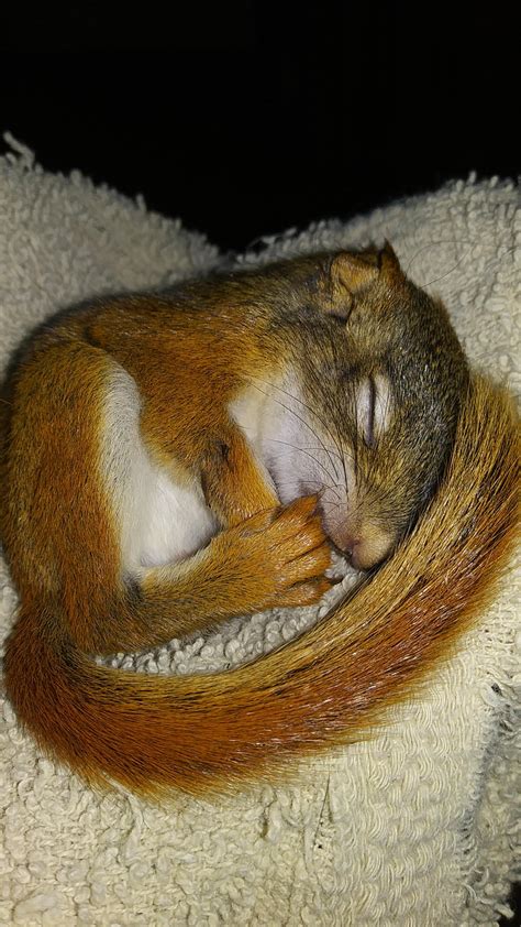 Young Red Squirrel Sleeping : r/aww