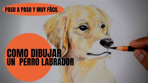 Como Dibujar Un Perro Labrador Retriever Realista Paso A Paso - YouTube