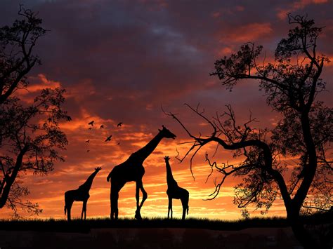 The page you requested cannot be found! | Giraffe images, Giraffe ...