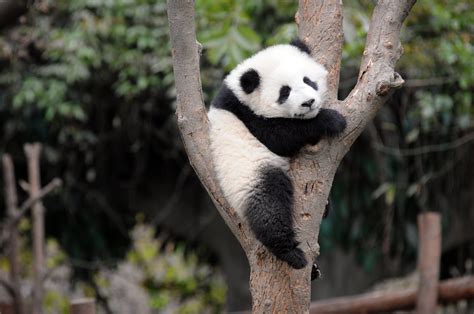 Category: Animal | Panda background, Panda bears wallpaper, Baby panda