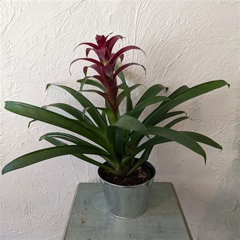 25 Stunning Indoor Bromeliad Pictures to Liven Your Home | Indoor ...