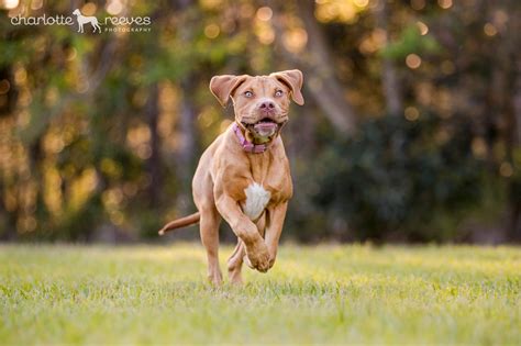 7 Steps to Capturing Amazing "Run to Me" Dog Action Photos