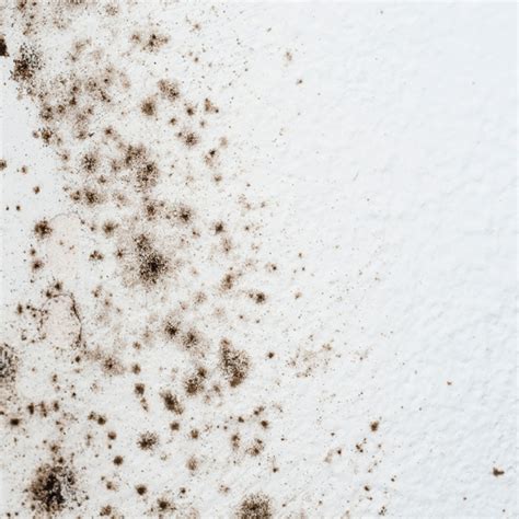 Mold Tips – Remove mold and mildew from your walls – TopsDecor.com