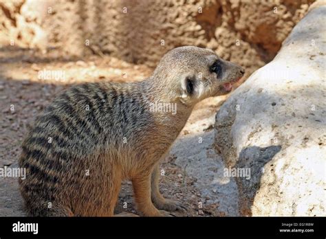 Houston Zoo. Animals in captivity. Houston, Texas, USA Stock Photo - Alamy