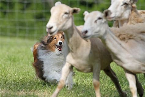 Herding – American Kennel Club