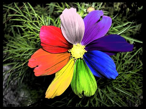 rainbow flowers | Rainbow Flower" by Pleatu at deviantart.com | flowers | Pinterest | Rainbow ...