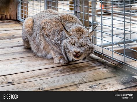 Wild Canadian Lynx Image & Photo (Free Trial) | Bigstock