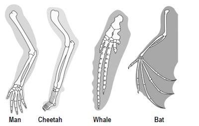 To study homology and analogy with the help of models/charts of animals ...