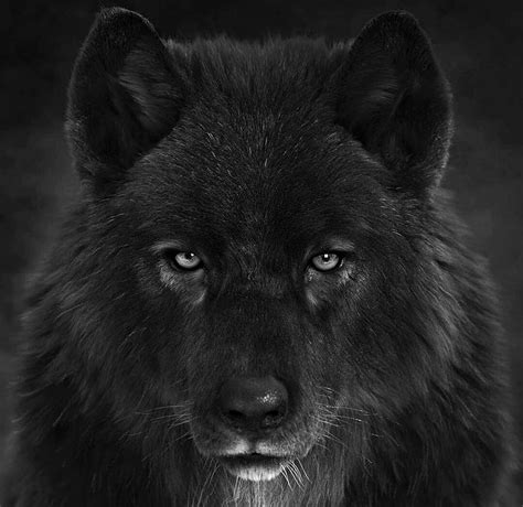 Black wolf, massimo righi, fantasy, luminos, lup, black, wolf, face, HD wallpaper | Peakpx