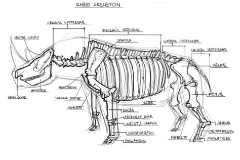 Study - Rhino (skeleton) by georgecatalin93 on DeviantArt