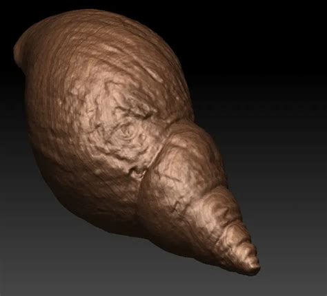 african snail shell scan | 3D models download | Creality Cloud