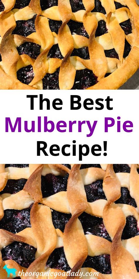 The Best Mulberry Pie Recipe! - The Organic Goat Lady | Recipe | Mulberry pie, Mulberry recipes ...