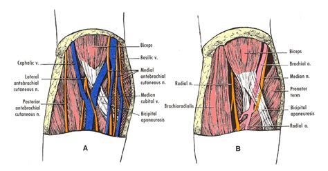 The cubital fossa. A, The superficial nerves and veins. B, The contents of the cubital fossa ...