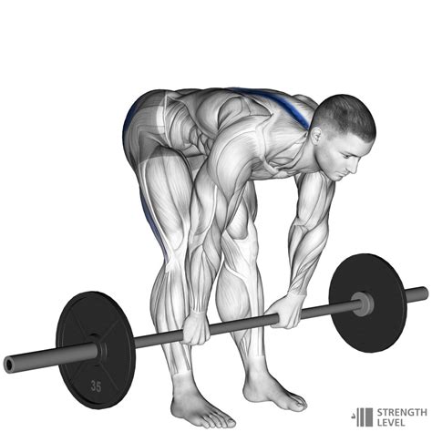 Stiff Leg Deadlift Standards for Men and Women (lb) - Strength Level