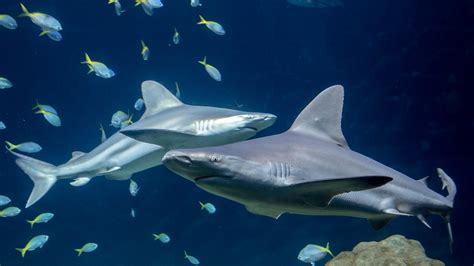 Shedd Aquarium Shark Week events include feeding tour, 4-D experience and more – NBC Chicago