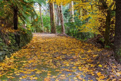 Wallpaper Foliage Australia Alfred Nicholas Memorial Gardens Autumn