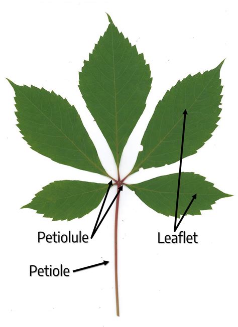 3.1 Leaves – The Science of Plants