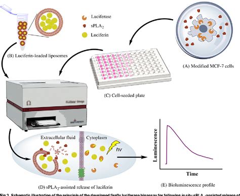 Figure 2 from Development of a Cell-Based Bioassay for Phospholipase A2-Triggered Liposomal Drug ...